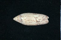 藏品(多彩榧螺)的圖片